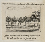 Die Weiden am Flussufer